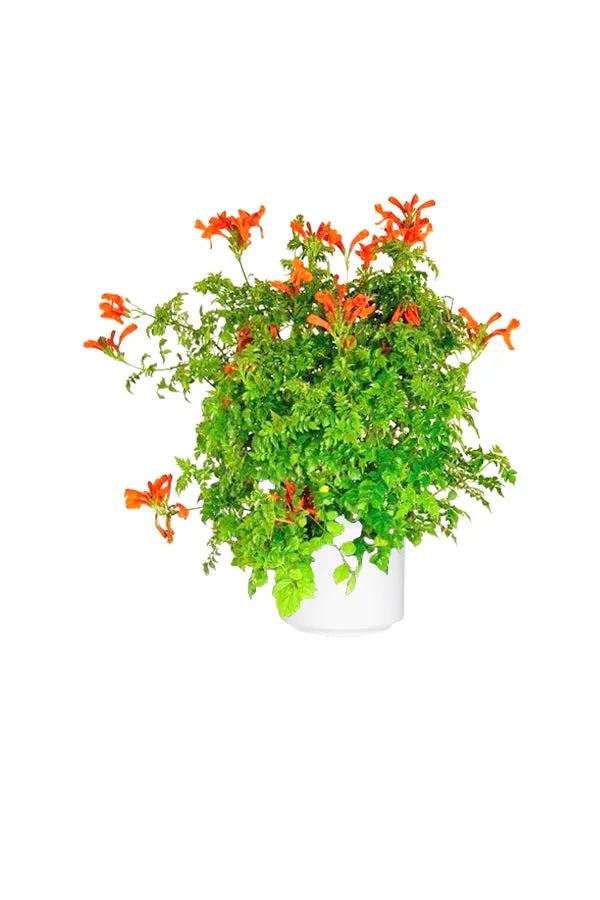 Cape Honeysuckle - Tecoma Capensis - Flowering Plant