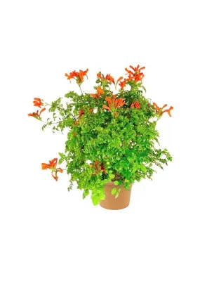 Cape Honeysuckle - Tecoma Capensis - Flowering Plant