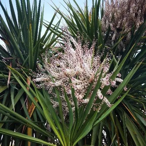 Cordyline australis
