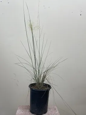 Muhlenbergia capillaris 'White Cloud'