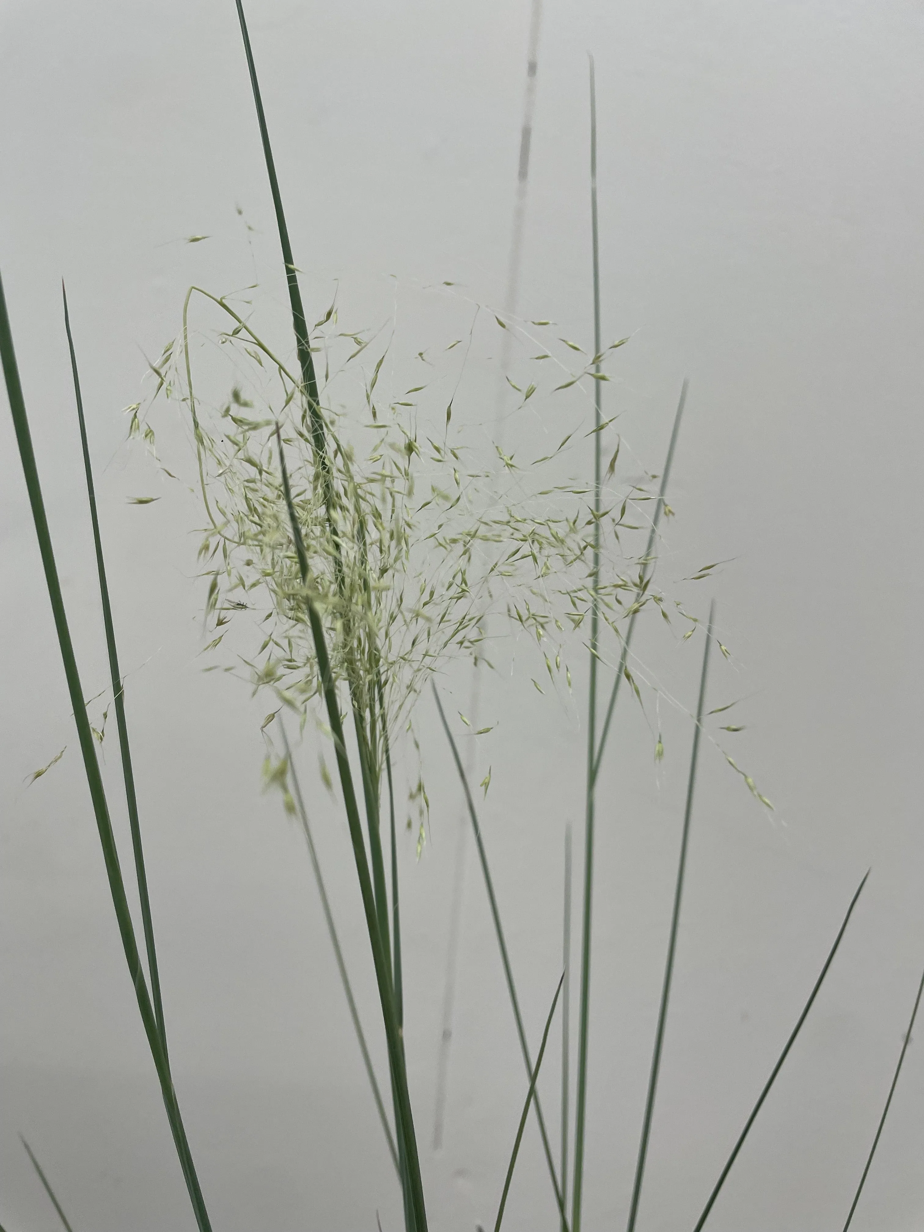 Muhlenbergia capillaris 'White Cloud'