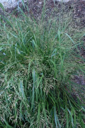 Panicum Cape Breeze PP 24895